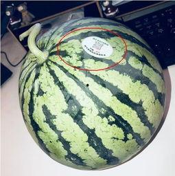 反差网红吃瓜,吃瓜群众眼中的“瓜王”揭秘